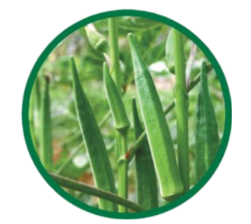 Okra