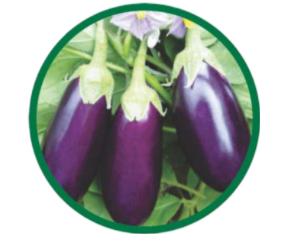 Brinjal