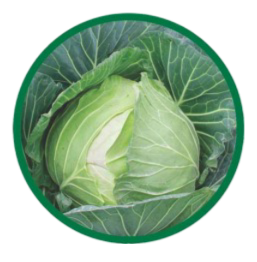 Cabbage