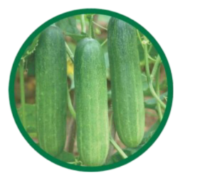 Cucumber