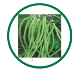 Cowpea