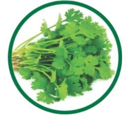 Coriander