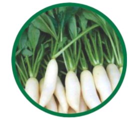 Radish