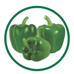 Capsicum